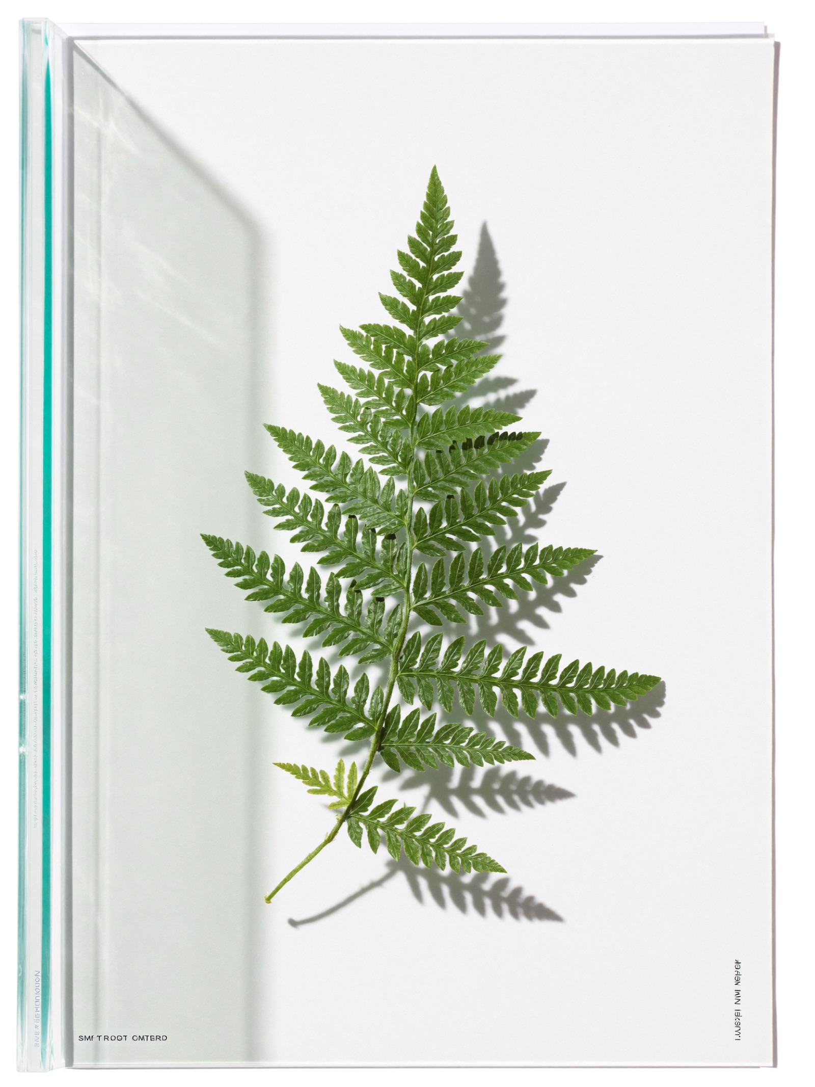 A green fern sprig pressed under glass on a white studio background